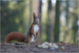 <p>VEVERKA OBECNÁ (Sciurus vulgaris) /Red squirrel - Eichhörnchen/</p>
